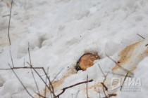 Вырубка деревьев на ул. Семашко в Нижнем Новгороде