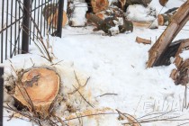 Вырубка деревьев на ул. Семашко в Нижнем Новгороде
