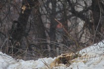 Вырубка деревьев на ул. Семашко в Нижнем Новгороде