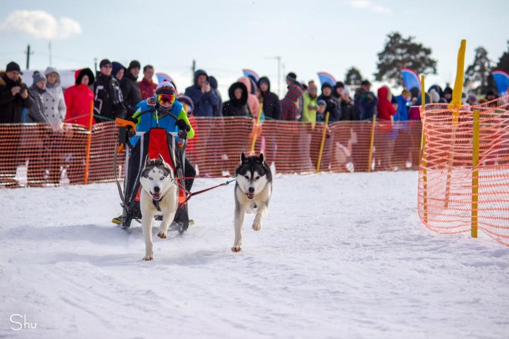 Около 10 тысяч человек посетили фестиваль гонок на собачьих упряжках Зимняя сказка в Нижегородской области