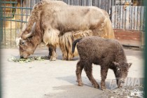Пополнение сразу в нескольких семействах в зоопарке Лимпопо