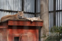 Пополнение сразу в нескольких семействах в зоопарке Лимпопо