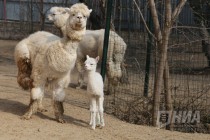 Пополнение сразу в нескольких семействах в зоопарке Лимпопо