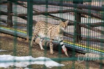 Пополнение сразу в нескольких семействах в зоопарке Лимпопо