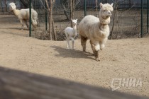 Пополнение сразу в нескольких семействах в зоопарке Лимпопо
