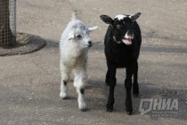 Пополнение сразу в нескольких семействах в зоопарке Лимпопо