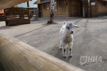 Пополнение сразу в нескольких семействах в зоопарке Лимпопо