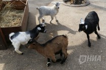Пополнение сразу в нескольких семействах в зоопарке Лимпопо