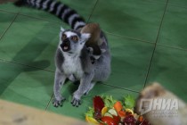 Пополнение сразу в нескольких семействах в зоопарке Лимпопо