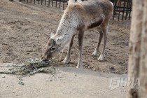 Пополнение сразу в нескольких семействах в зоопарке Лимпопо