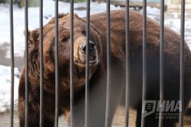 Пополнение сразу в нескольких семействах в зоопарке Лимпопо