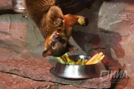 Пополнение в нижегородском зоопарке Лимпопо