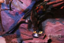 Пополнение в нижегородском зоопарке Лимпопо