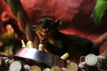 Пополнение в нижегородском зоопарке Лимпопо