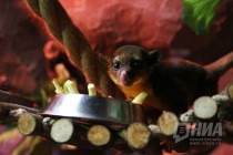 Пополнение в нижегородском зоопарке Лимпопо