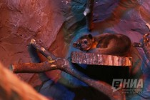 Пополнение в нижегородском зоопарке Лимпопо