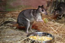 Пополнение в нижегородском зоопарке Лимпопо - Кустарниковый кенгуру Хагена