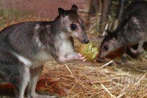 Пополнение в нижегородском зоопарке Лимпопо - Кустарниковый кенгуру Хагена