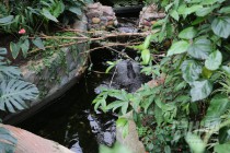 В нижегородском зоопарке Лимпопо