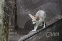 В нижегородском зоопарке Лимпопо