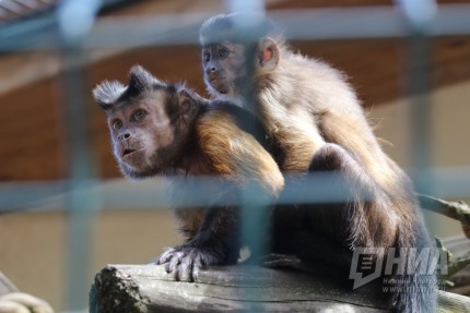 Новорожденных капибар, лемуров и капуцинов показали журналистам в нижегородском зоопарке Лимпопо