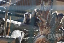 Капуцины в нижегородском зоопарке Лимпопо