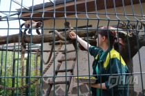 Капуцины в нижегородском зоопарке Лимпопо