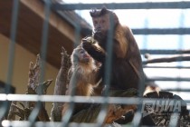 Капуцины в нижегородском зоопарке Лимпопо