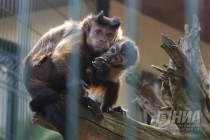 Капуцины в нижегородском зоопарке Лимпопо