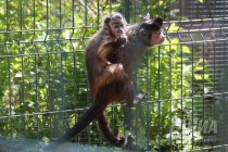 Капуцины в нижегородском зоопарке Лимпопо