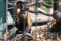 Капуцины в нижегородском зоопарке Лимпопо