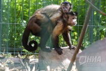 Капуцины в нижегородском зоопарке Лимпопо