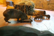 Капибары в нижегородском зоопарке Лимпопо