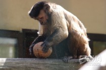 Капуцины в нижегородском зоопарке Лимпопо