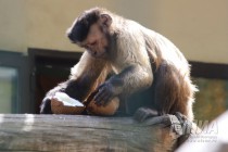 Капуцины в нижегородском зоопарке Лимпопо