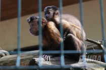 Капуцины в нижегородском зоопарке Лимпопо