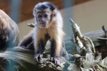 Капуцины в нижегородском зоопарке Лимпопо
