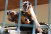 Капуцины в нижегородском зоопарке Лимпопо