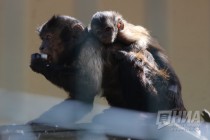 Капуцины в нижегородском зоопарке Лимпопо