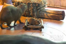 Капибары в нижегородском зоопарке Лимпопо