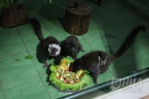 Лемуры в нижегородском зоопарке Лимпопо