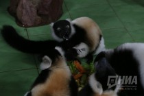 Лемуры в нижегородском зоопарке Лимпопо