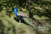 Обитатели нижегородского зоопарка Лимпопо