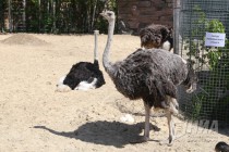 Обитатели нижегородского зоопарка Лимпопо