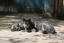 Обитатели нижегородского зоопарка Лимпопо