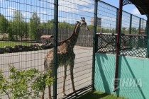 Обитатели нижегородского зоопарка Лимпопо