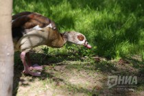 Обитатели нижегородского зоопарка Лимпопо