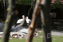Обитатели нижегородского зоопарка Лимпопо