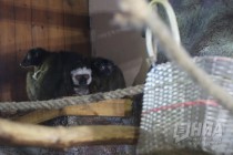 Лемуры в нижегородском зоопарке Лимпопо