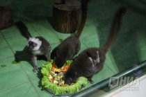 Лемуры в нижегородском зоопарке Лимпопо